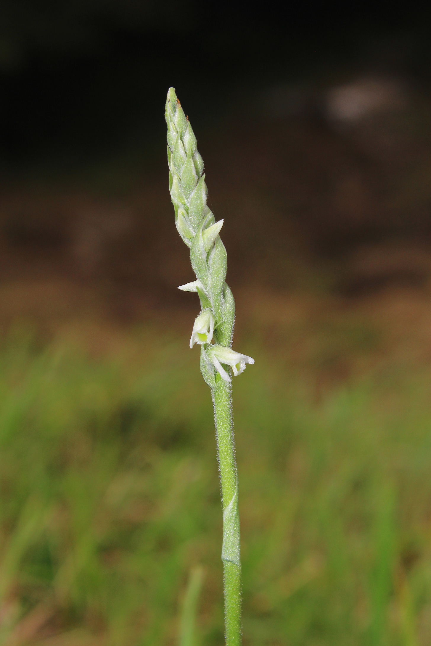 Spiranthes spiralis M.te Cornua (GE)